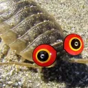 astroisopods