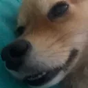 harukied