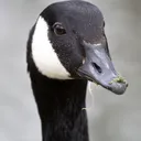 canadiangoose8532