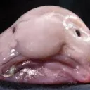 justablobfish