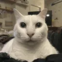 foxbigsosig