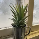 pascodesuyo