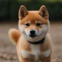 seegy