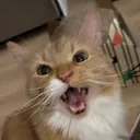 janoot.