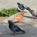 trihardflips's Avatar