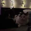 avatar 𝓥𝓲𝓴𝓽𝓸𝓻𝓲𝓪 ⦮ ⦯