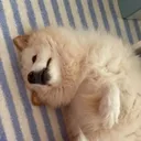 slynyr