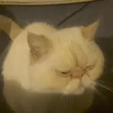 phwoarnado