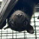 batcattheartist