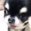 avatar 𝐏𝐀𝐏𝐈