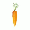 carrotv1