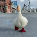 chudxd