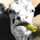 0xcow