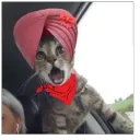 droptheturd