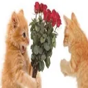 pawlive