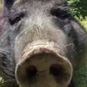 avatar Nukus Mucus, lord of hog & slop