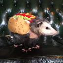 .chaoticpossum