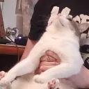 bonemerrow