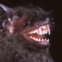 quinnonimp