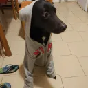 .zibibbo