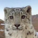 gatosguz