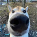 tenshibe
