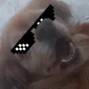 laurozz