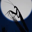 aussie_mantis