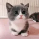qowly