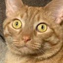 djthecrazycatlady