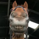 cheesylady