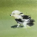 joaofdp