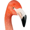 flamigo95