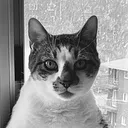 meowster1129