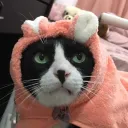 catman199c