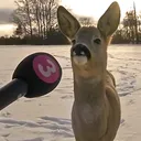 deersupreme