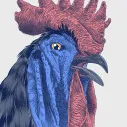 gallusrostromegalus