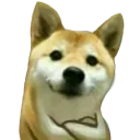 qbvh