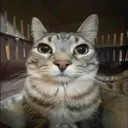 mothears