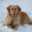 avatar 𝕺𝖕𝖕𝖊𝖓𝖍𝖊𝖎𝖒𝖊𝖗