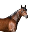 avatar Aura! 🦈 🪼