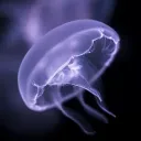 gikrey avatar