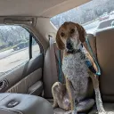 crotethegoat