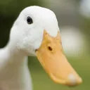 Ördek