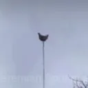 vizizm