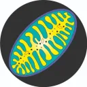monobody