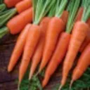 garrettthecarrottt
