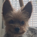 sirralloin#4542's avatar