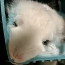 reaily