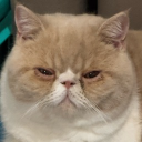 avatar 𝔇𝔬𝔪𝔷